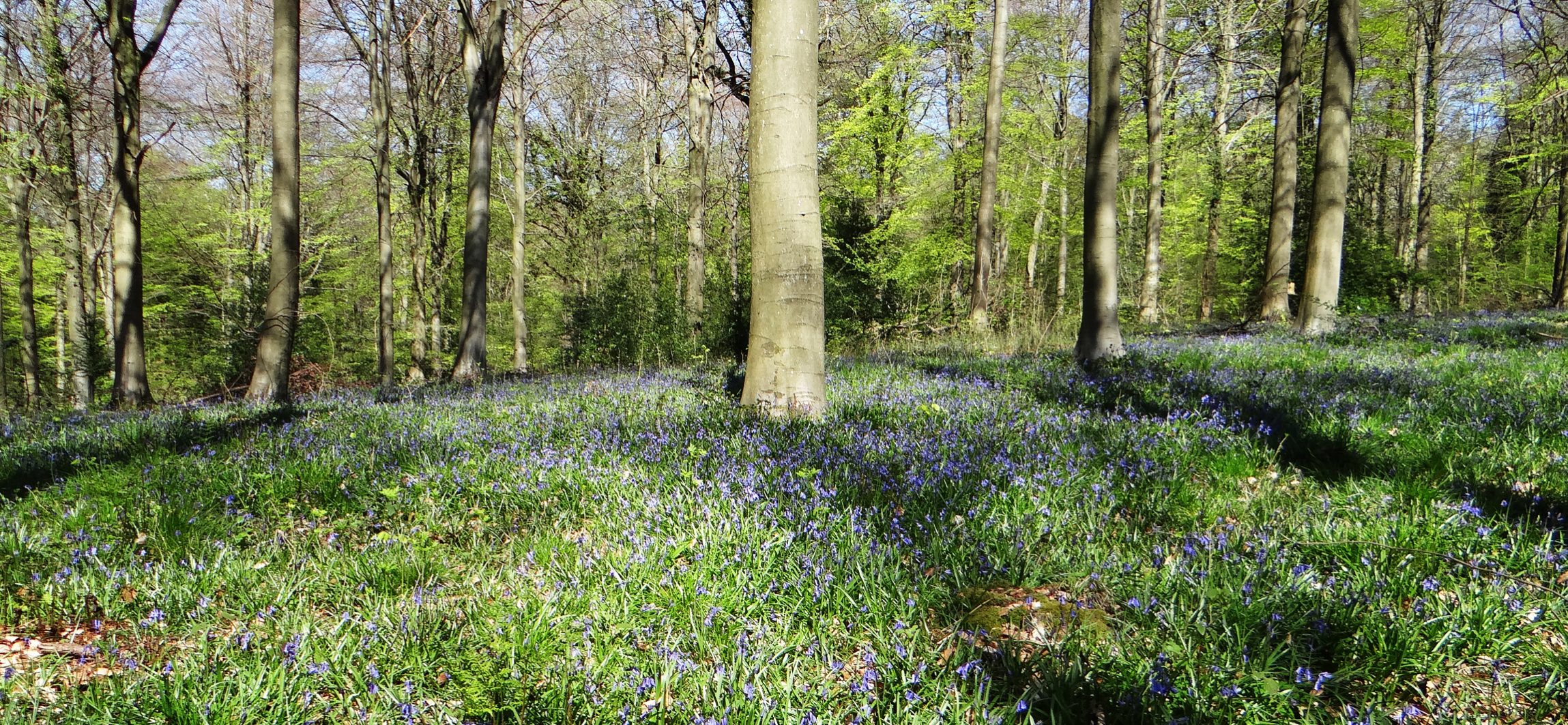 Bourton Woods