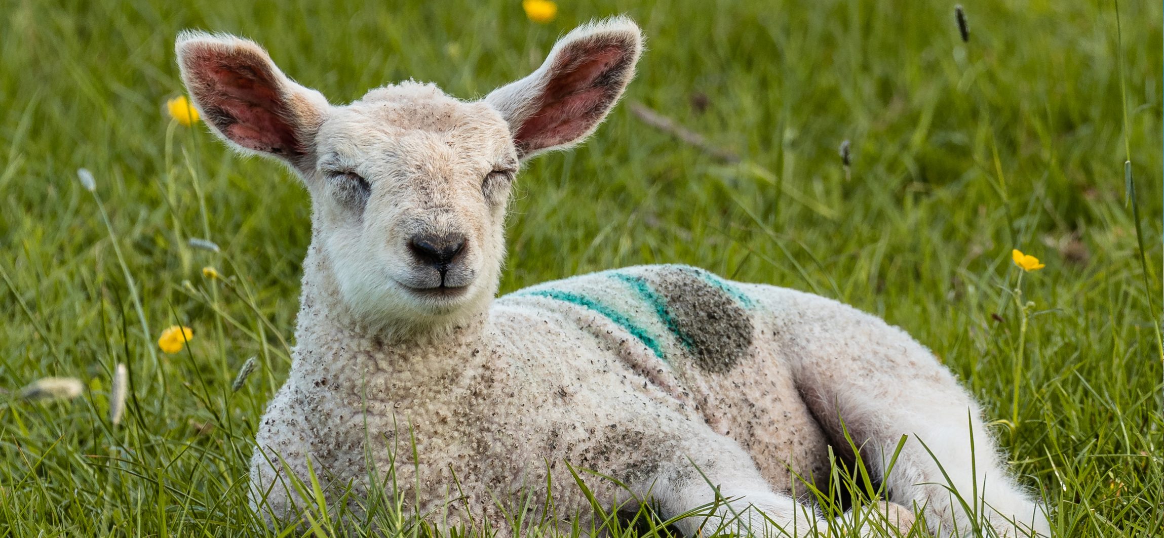 Batsford Lamb